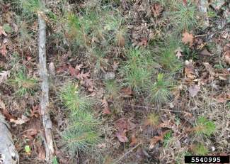 An image of loblolly pine needles