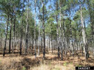 A loblolly pine stand
