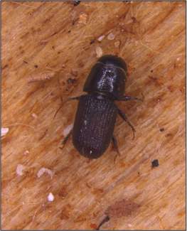 Southern pine beetle adult