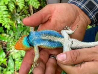 A researcher holds a lizard found in a Mexican cloud forest