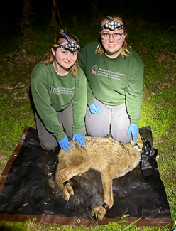 Students conduct coyote research