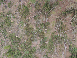 Stand of pine trees felled after Hurricane Helene - Photo credit: Georgia Forestry Association