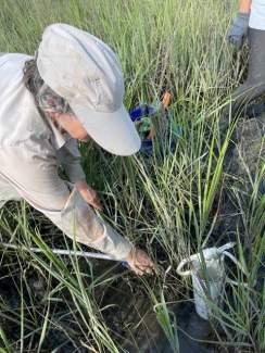 Lori Sutter takes a soil sample in a marsh