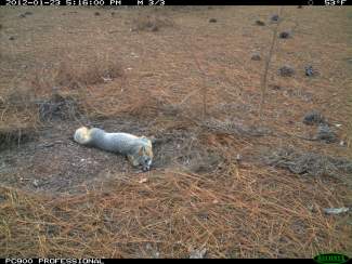 An image of a gray fox caught by a wildlife camera.