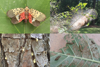 Common summer tree insects