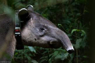 A radiocollared tapir