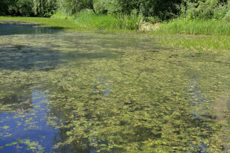 pond with vegetation on surface
