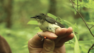 Clay Delancey holds a black-throated blue warbler