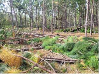 Timber stand damage from Hurricane Helene