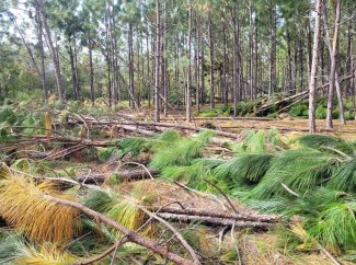 Hurricane Helene stand damage