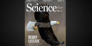 An eagle is displayed on the cover of Science magazine. 