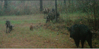 Sounder (family group) of wild pigs captured by game or trail camera.