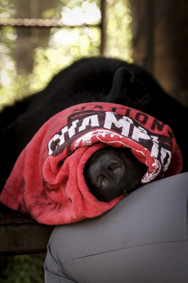 A national championship T-shirt is used to cover the bear's eyes while samples are taken.