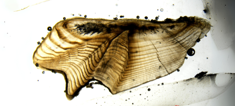17-year old largemouth bass otolith