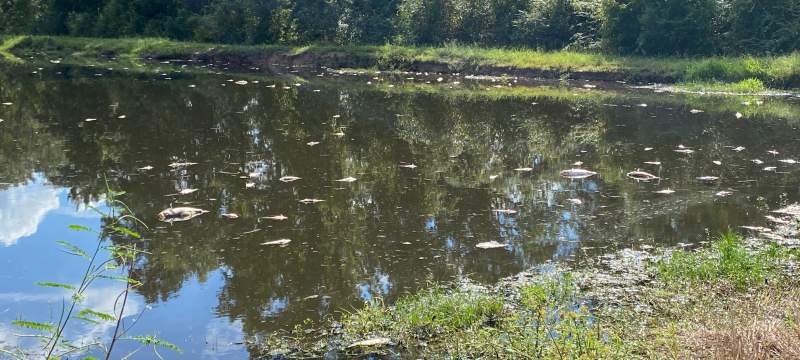 pond turnover