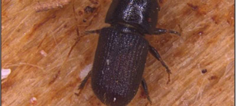 Southern pine beetle adult
