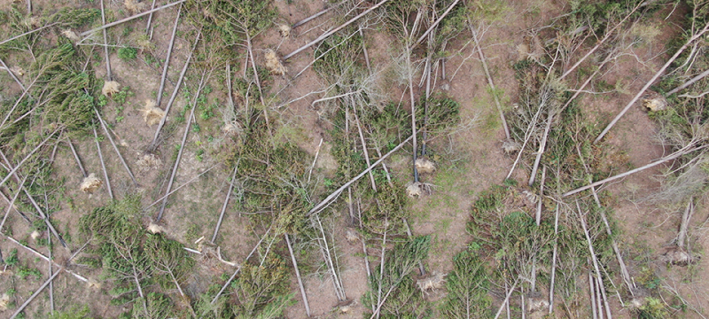 Stand of pine trees felled after Hurricane Helene - Photo credit: Georgia Forestry Association