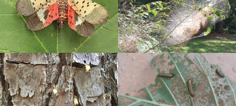 Common summer tree insects