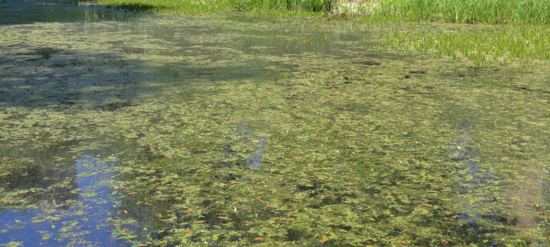 pond with vegetation on surface