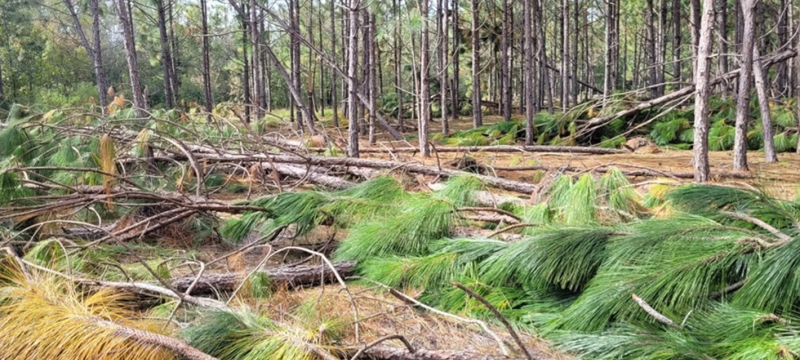 Hurricane Helene stand damage