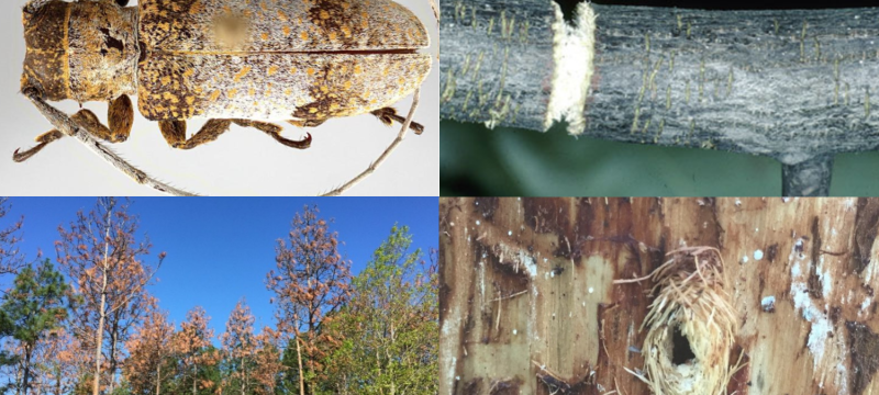 Fall and winter insect square