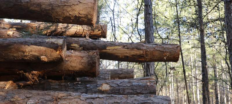 timber