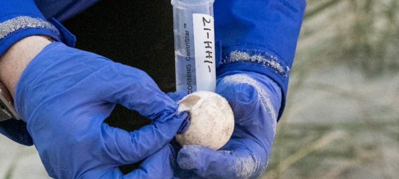 A volunteer holds a sea turtle egg.