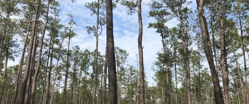 A loblolly pine stand at Frances Marion National Forest that is being managed for a transition to longleaf pine.