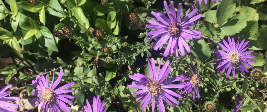 Purple asters blooming this fall.