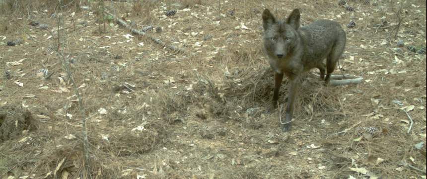 An image of a coyote caught by a wildlife camera.