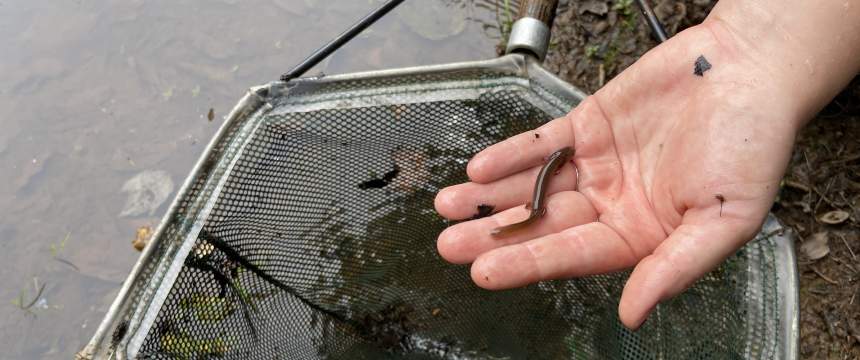 A student holds a finding from a dip net