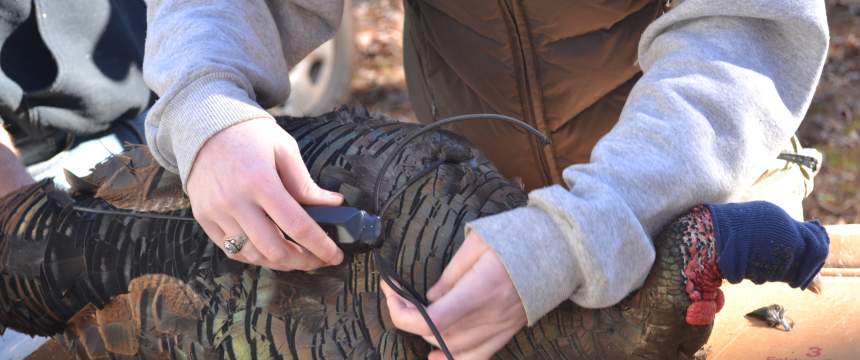 A researcher puts a tracking device on a wild turkey