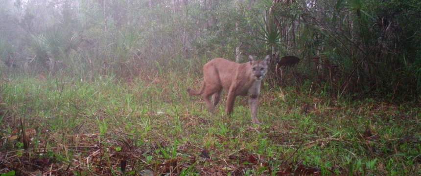 A Florida panther photographed by a wildlife camera as part of the study