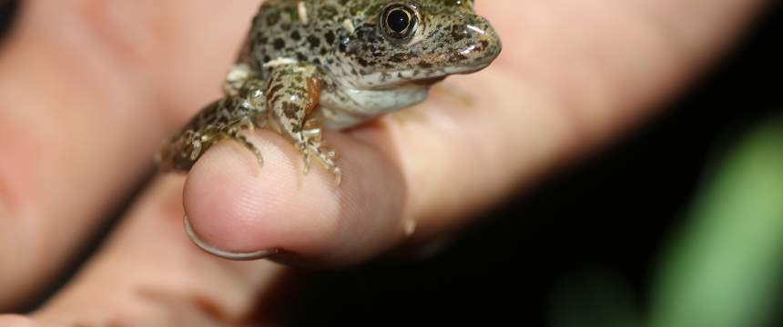 A gopher frog sits in a person's hand
