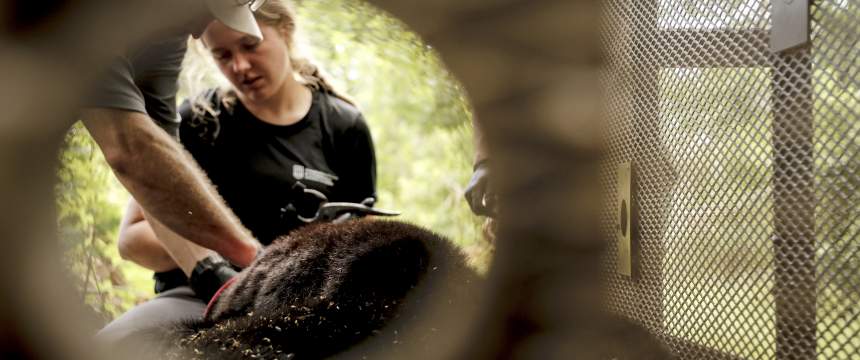 Cat Carter collects samples from an immobilized bear, as Adam Hammond assists. 