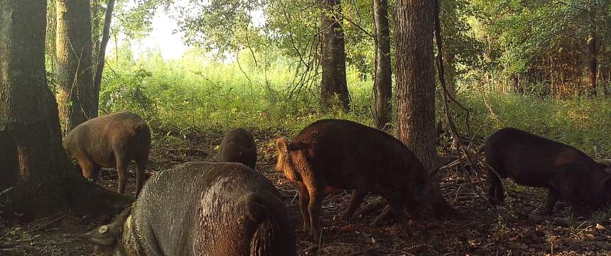 A sounder of hogs grazes under trees
