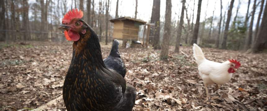 Chickens roam a backyard with trees