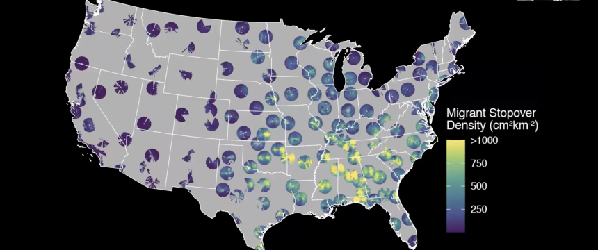 A map of the United Stat3es showing bird migration patterns