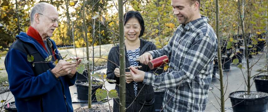 Researchers examine a poplar tree