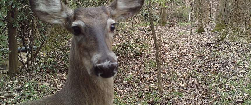 A deer stares into the camera