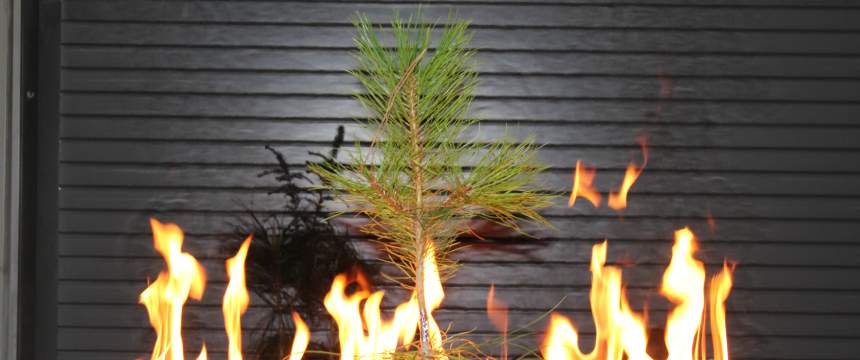  A sapling is burned in the lab at Idaho State University. Courtesy Raquel Partelli-Feltrin