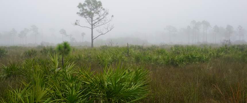 Early morning mist settles on the Florida scrub. Photo courtesy Florida Fish and Wildlife Conservation Commission