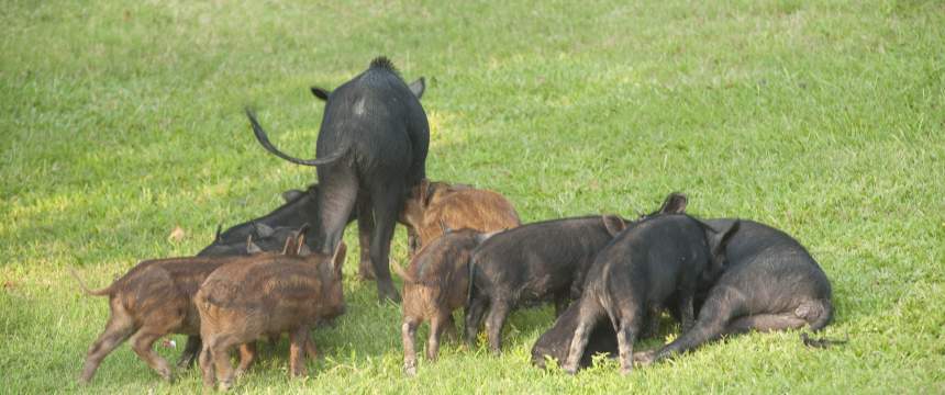 A sounder of wild pigs in a field
