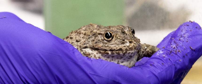 A researcher holds a gopher frog with a gloved hand