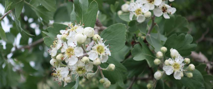 A detail of a Hawthorne tree's flowers