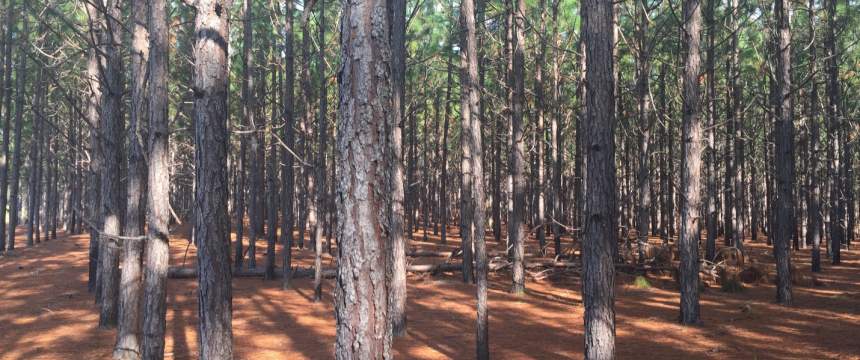 A stand of pine trees