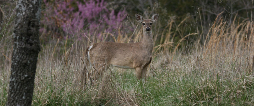A doe stands in a clearing