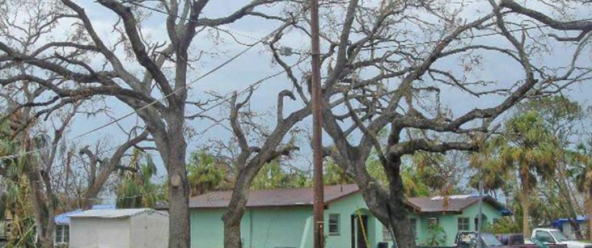 Trees that lost their leaves during a storm in Florida