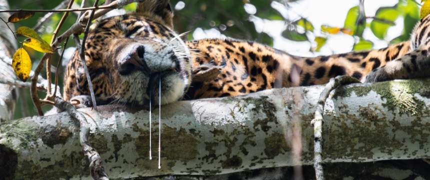 A jaguar sleeps in a tree with drool hanging from its mouth