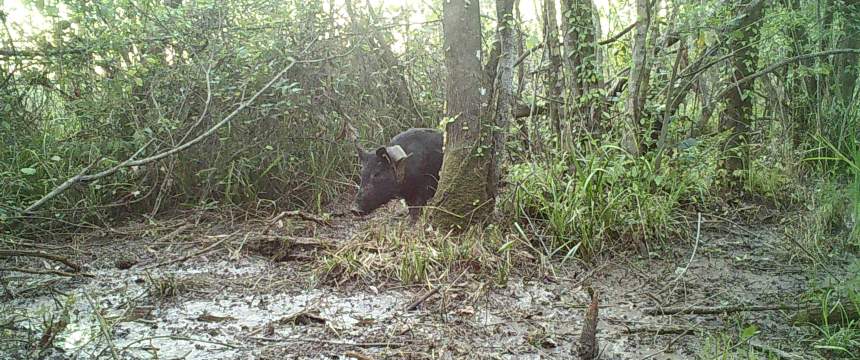 A pig is seen from a wildlife camera image